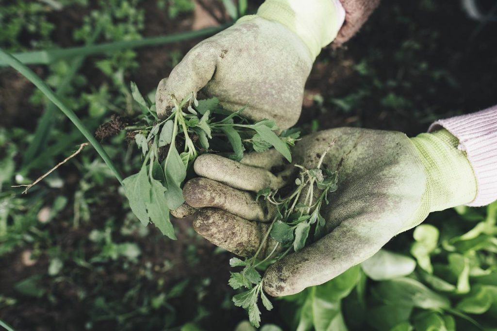 Tuinier verzorgt groene planten - dingen die je nog niet wist over tuinieren en plantenverzorging