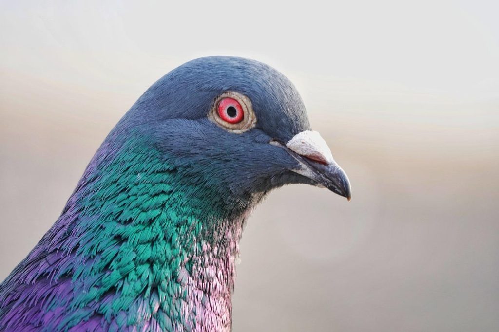 Duivennet gespannen over tuinplanten ter bescherming tegen vogelschade en duiven